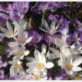 Abbildng: Platzhalter