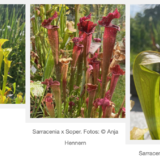 Abbildng: Platzhalter