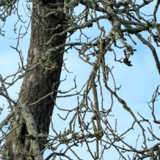 Abbildng: Platzhalter