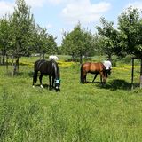 Abbildng: Platzhalter